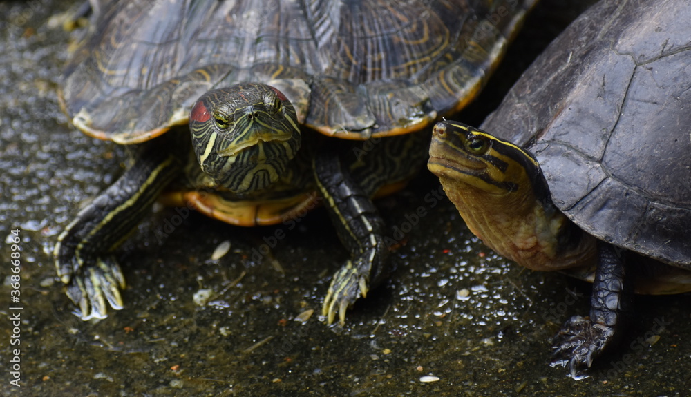 Two colourful terrapins relaxing next to a pond Two colourful terrapins relaxing next to a pond