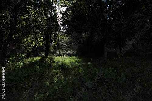 En la Huerta cercana al bosque (vegetable plot, wood, forest, camp, country, tree)