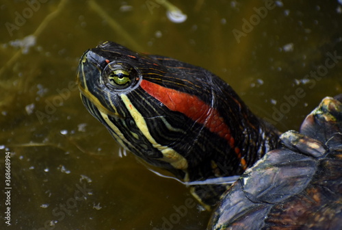 Close up of the face of a colourful terrapin swimming in the water