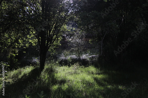 En la Huerta cercana al bosque (vegetable plot, wood, forest, camp, country, tree)