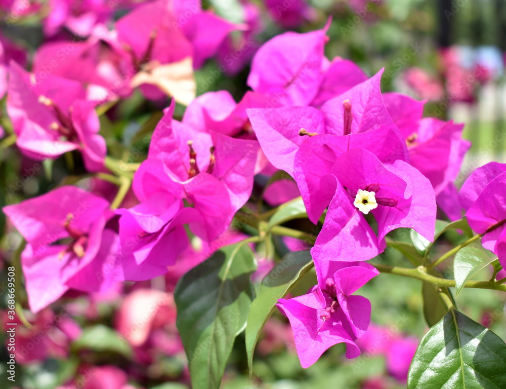 Close up of beautiful bougainvillea flowers blossoming in a tropical garden Close up of beautiful bougainvillea flowers blossoming in a tropical garden