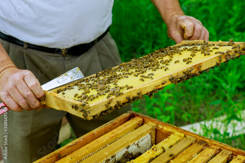 Beekeeper checks beehives with bees, caring for frames.