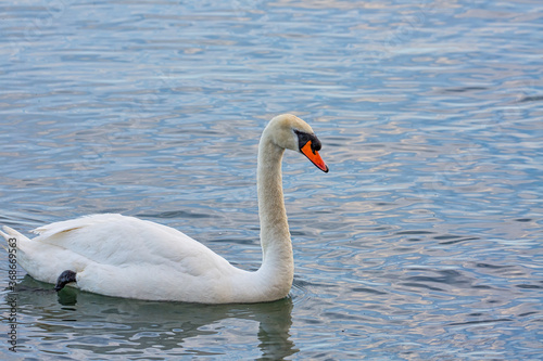 Mute Swan in the open water of Lake Ontario  Canada
