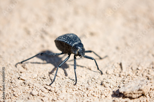Namib Desert Darkling Beetle or Stenocara Gracilipes, Bahrain