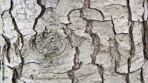 Fototapeta Naklejka Na Ścianę i Meble -  Kora