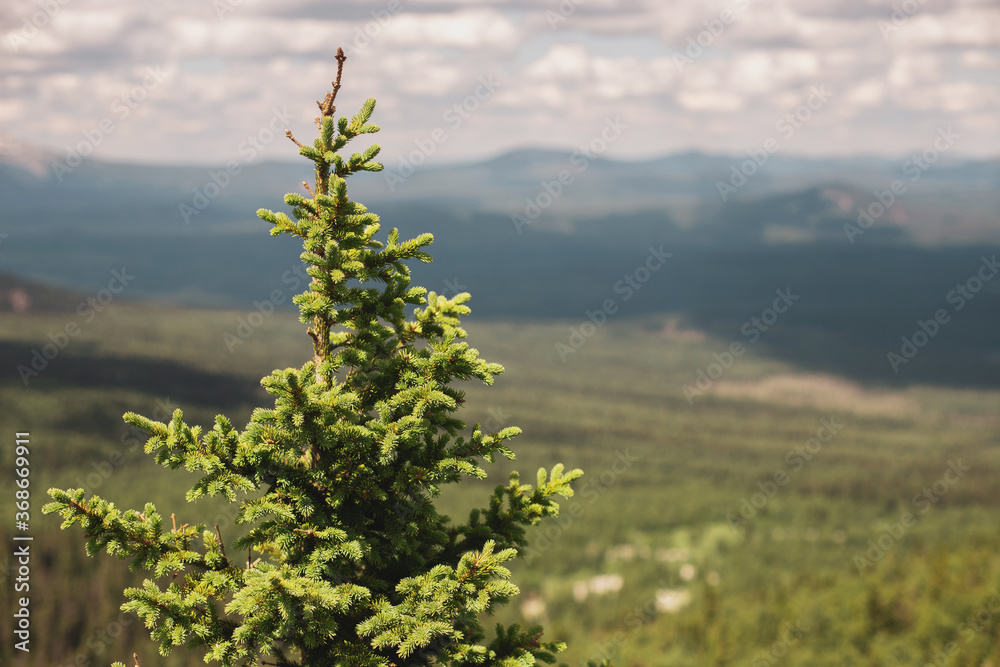 Evergreen spruce or fir in a national Park in a nature reserve Evergreen spruce or fir in a national Park in a nature reserve
