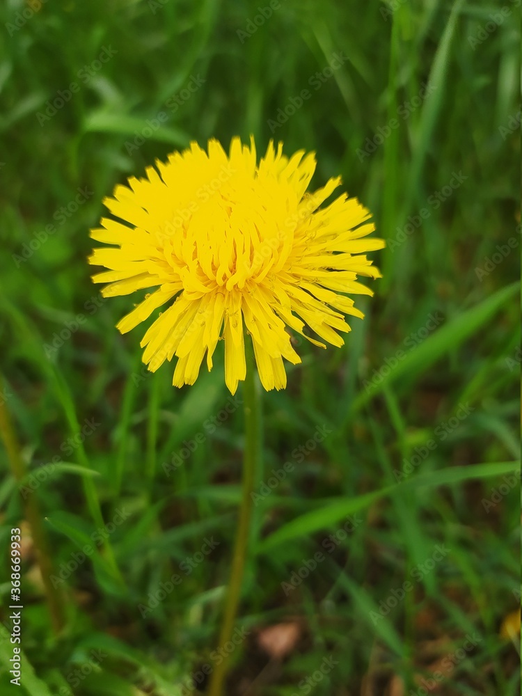yellow dandelion flower yellow dandelion flower