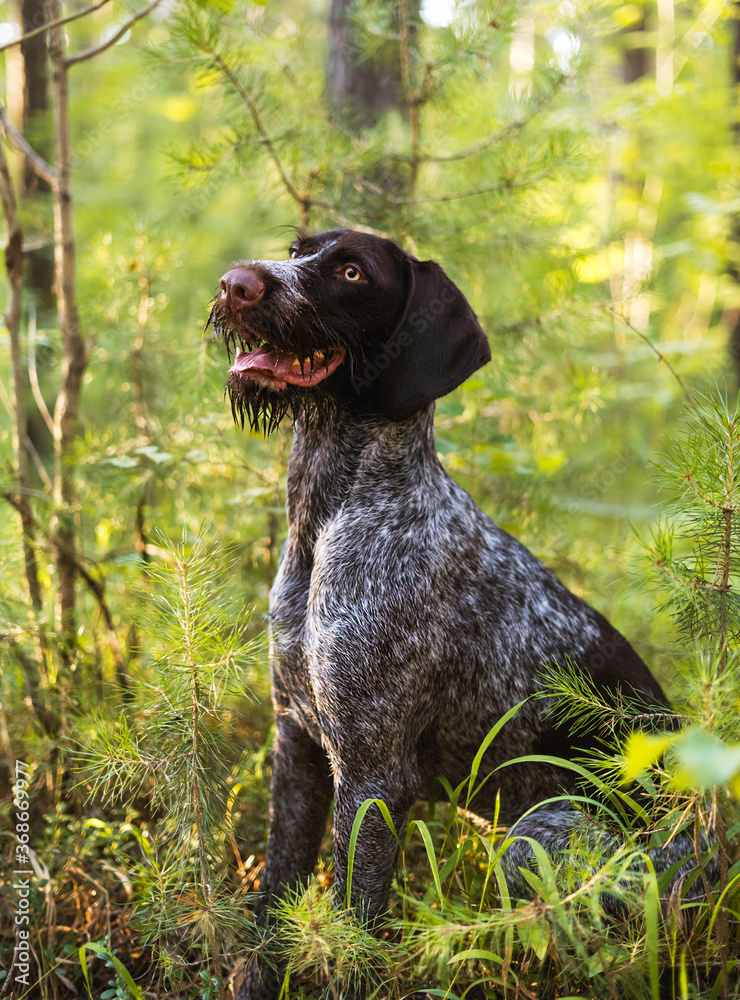 A dog of the Drathaar breed sits in the forest. Fairy portrait of a dog in the forest. Spruce branches around the dog.