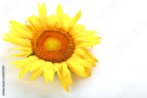 Fototapeta Naklejka Na Ścianę i Meble -  Sunflower flower on a white background, top view. Isolate.