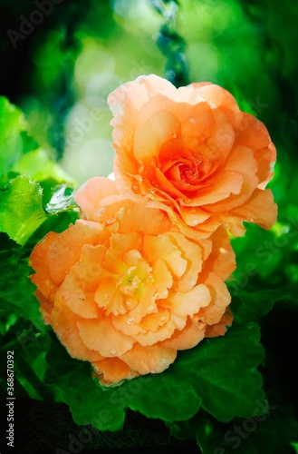 orange roses (ID: 368670392)