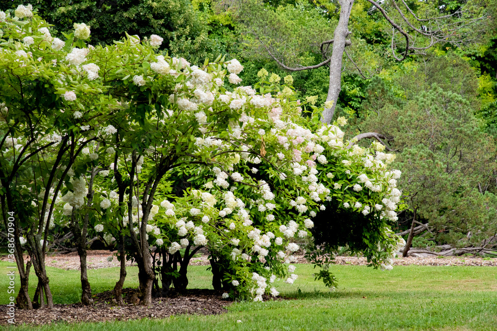 Hortensia Hortensia
