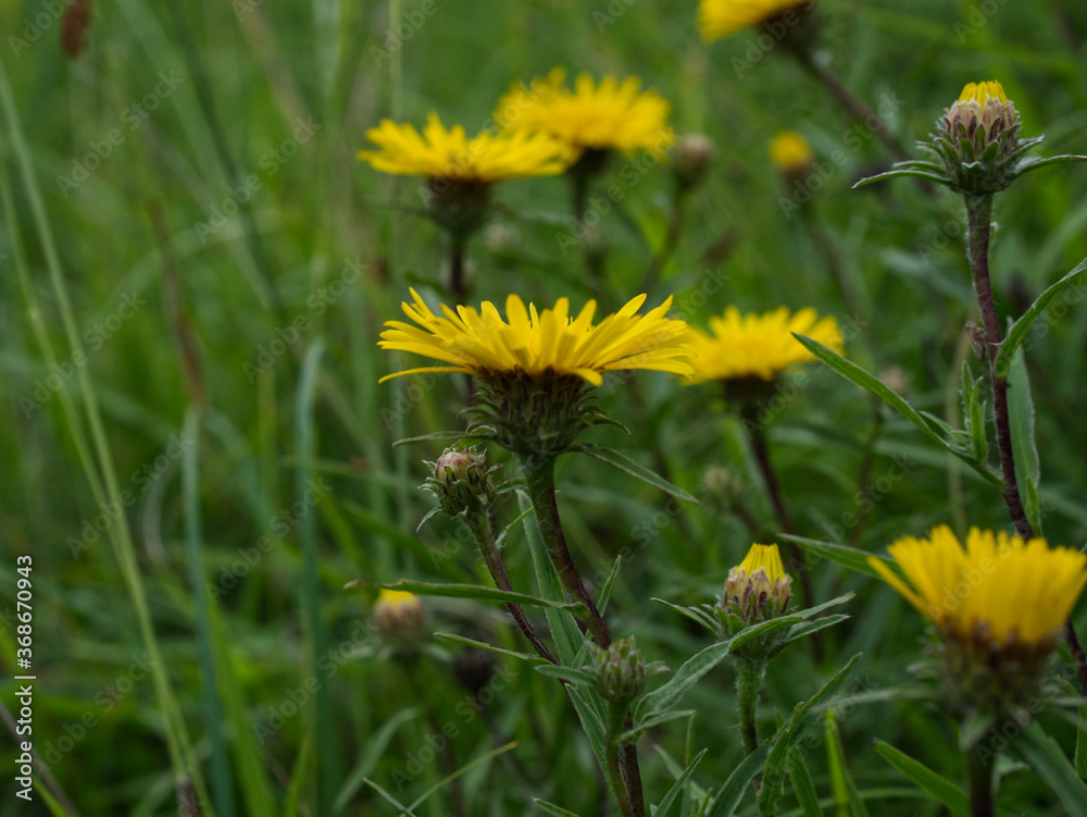 Na początku lata na murawach zakwita chroniony Oman wąskolistny (Inula ensifolia L.) Na początku lata na murawach zakwita chroniony Oman wąskolistny (Inula ensifolia L.)