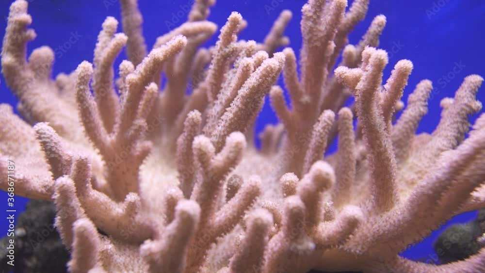 Macro underwater view of soft corals in the deep blue sea. Textures of soft corals. Blue background.