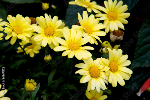 Chrysanth  me fleurs jaunes