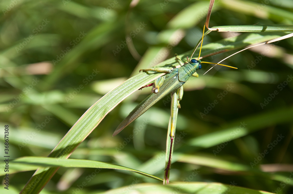 grasshopper on blade of grass grasshopper on blade of grass