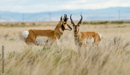 The pronghorn antelope is a species of artiodactyl mammal indigenous to interior western and central North America. photo
