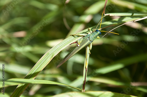 grasshopper on blade of grass (ID: 368671308)