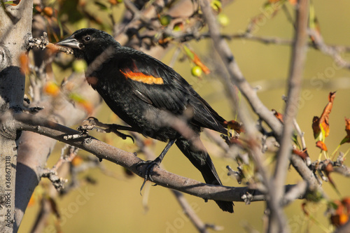 Red wing blackbird