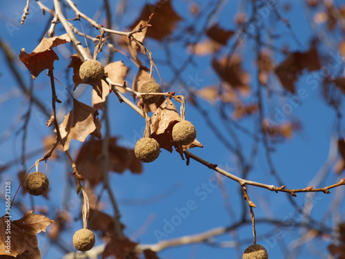 Seed pods of a Sycamore tree against a blue sky was to much to pass up. The white bark of this Sycamore is stunning but the tree has recently been marked to watch for falling branches.