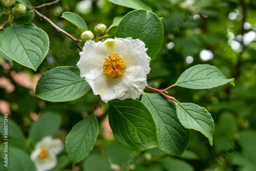 Japanese Stewartia flowering tree (ID: 368671346)