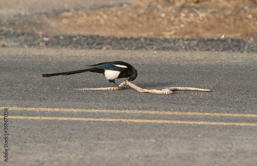 A magpie feasting on a snake he caught crossing a paved road photo