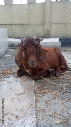 cow in water