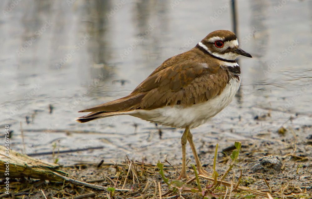 The killdeer is a medium-sized plover. It is a noisy bird, whose English name comes from its distinctive kill deer cry.