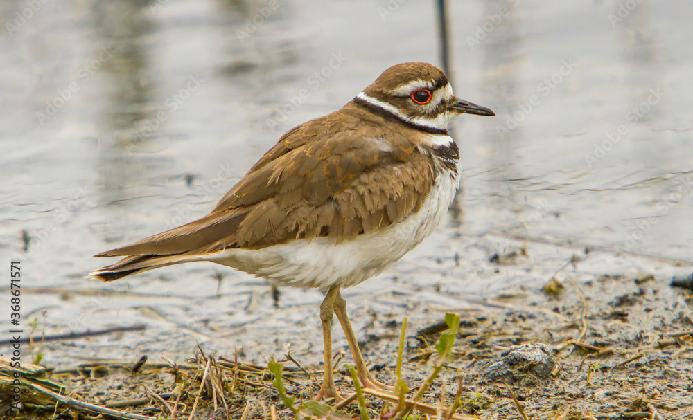 The killdeer is a medium-sized plover. It is a noisy bird, whose English name comes from its distinctive kill deer cry. The killdeer is a medium-sized plover. It is a noisy bird, whose English name comes from its distinctive kill deer cry.