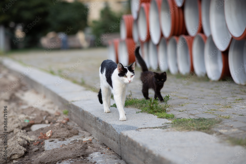 Black and white cat  with small black cat are walking along water pipes at a construction yard