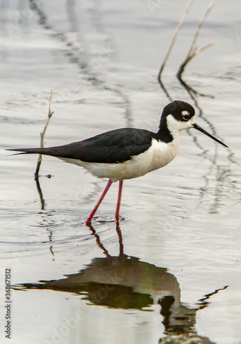 The black-necked stilt is an abundant shorebird of American wetlands and coastlines.