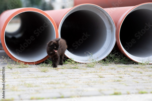 Black cat is sitting next to water pipes at a construction yard