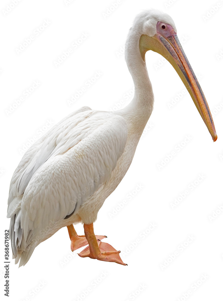 Obraz premium the beautiful Pelican