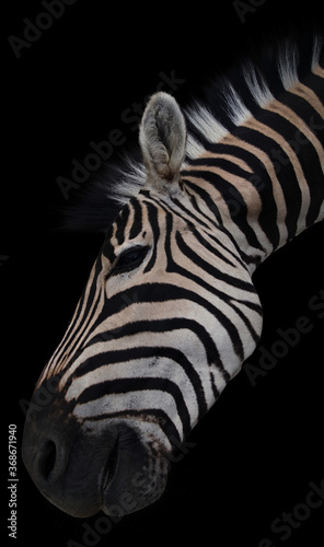 Head of a beautiful african zebra on black
