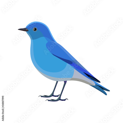 Mountain bluebird vector illustration isolated on white background.