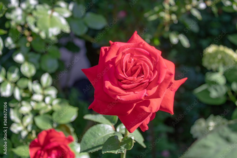 Beautiful red roses are blooming in the garden. Rose blooming season. Beautiful red roses are blooming in the garden. Rose blooming season.