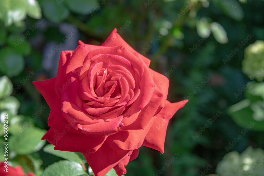 Beautiful red roses are blooming in the garden. Rose blooming season.