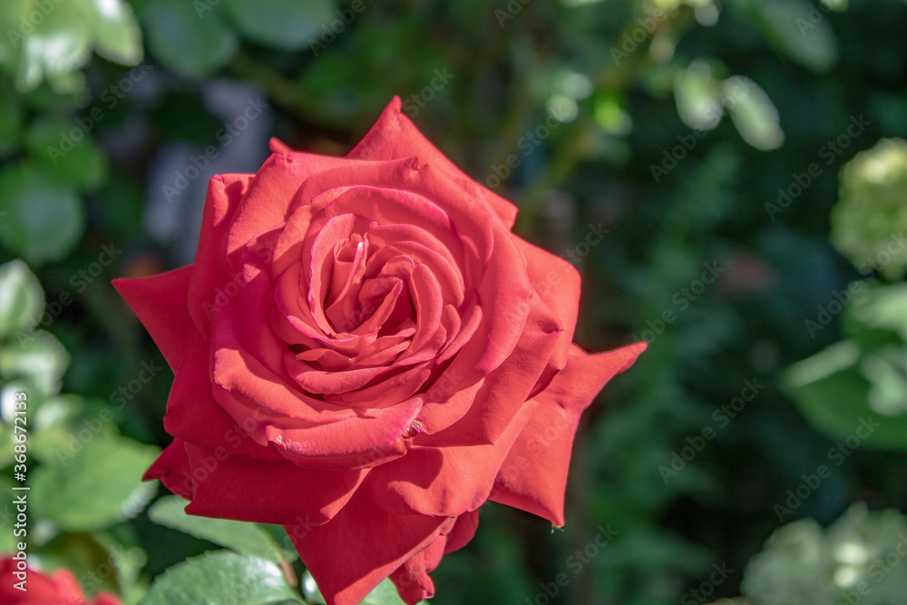 Beautiful red roses are blooming in the garden. Rose blooming season. Beautiful red roses are blooming in the garden. Rose blooming season.