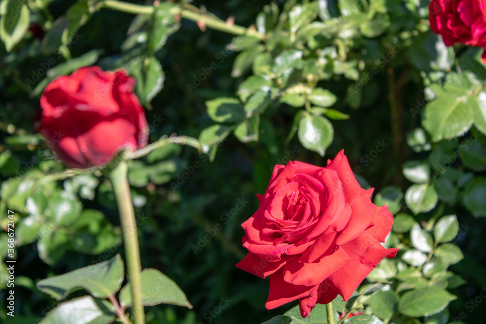 Beautiful red roses are blooming in the garden. Rose blooming season. Beautiful red roses are blooming in the garden. Rose blooming season.