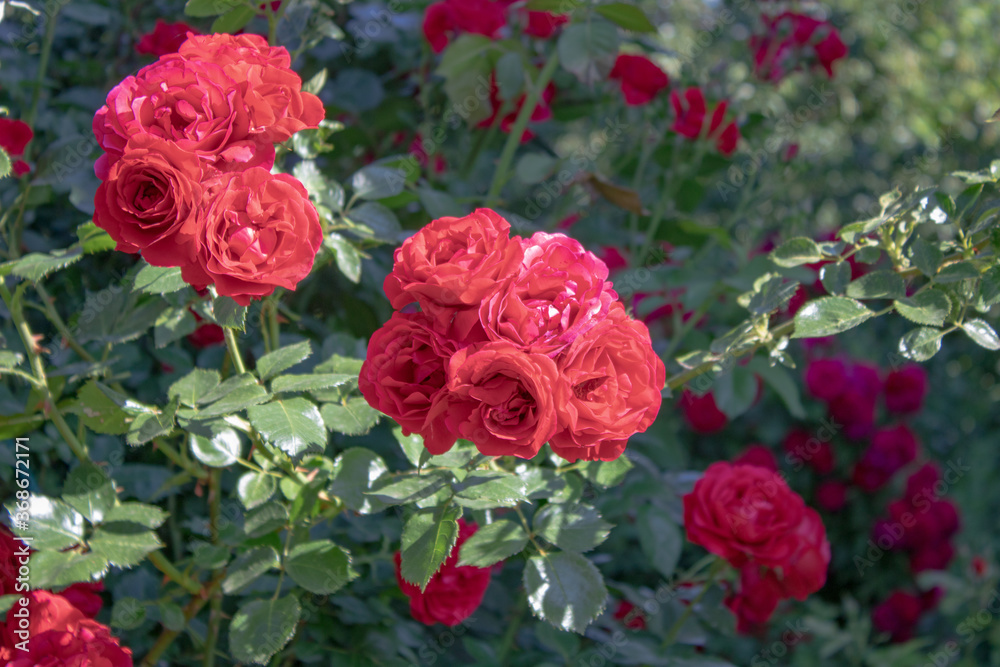 Beautiful red roses are blooming in the garden. Rose blooming season. Beautiful red roses are blooming in the garden. Rose blooming season.