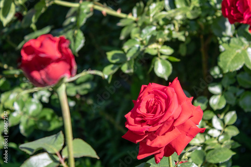 Beautiful red roses are blooming in the garden. Rose blooming season.