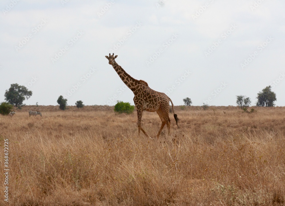 Fototapeta premium Majestatyczny