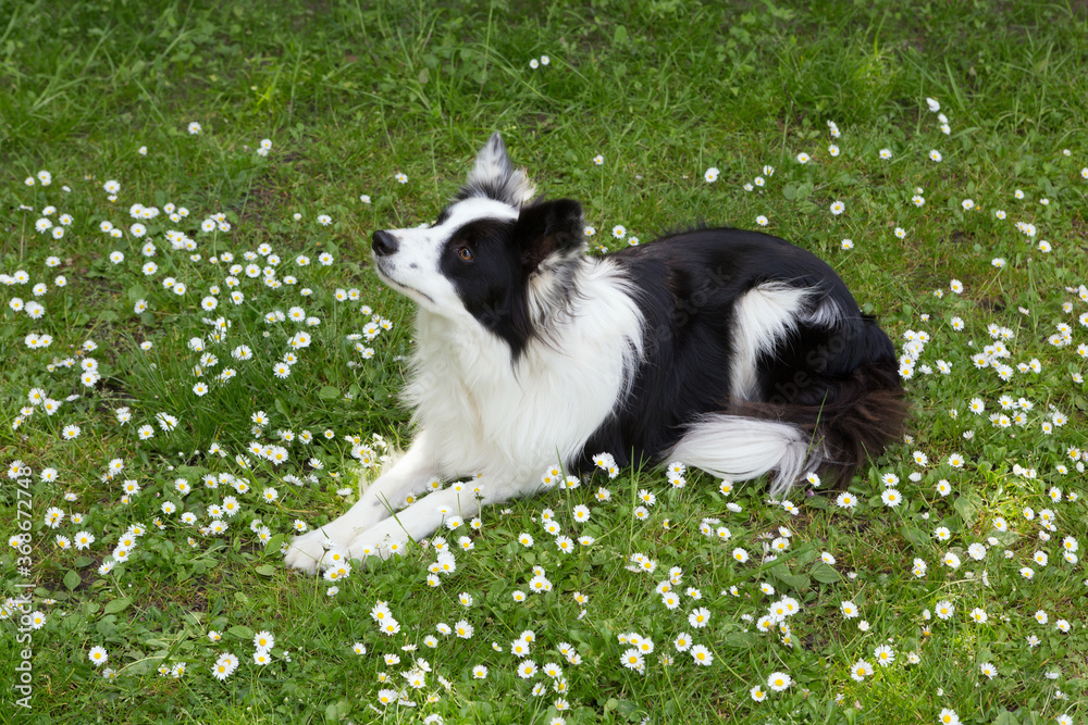 Border collie in the daisy field Border collie in the daisy field