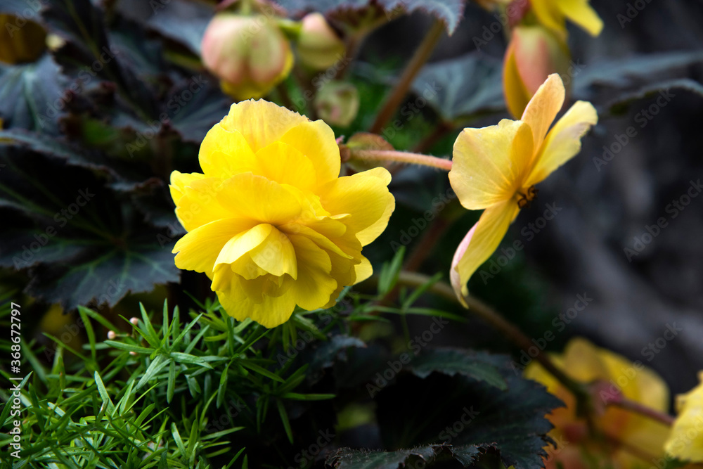 pourpier à grandes fleurs, pourpier à grandes fleurs,