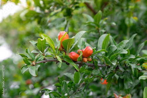 flowers and fruits of pomegranate on a tree branch