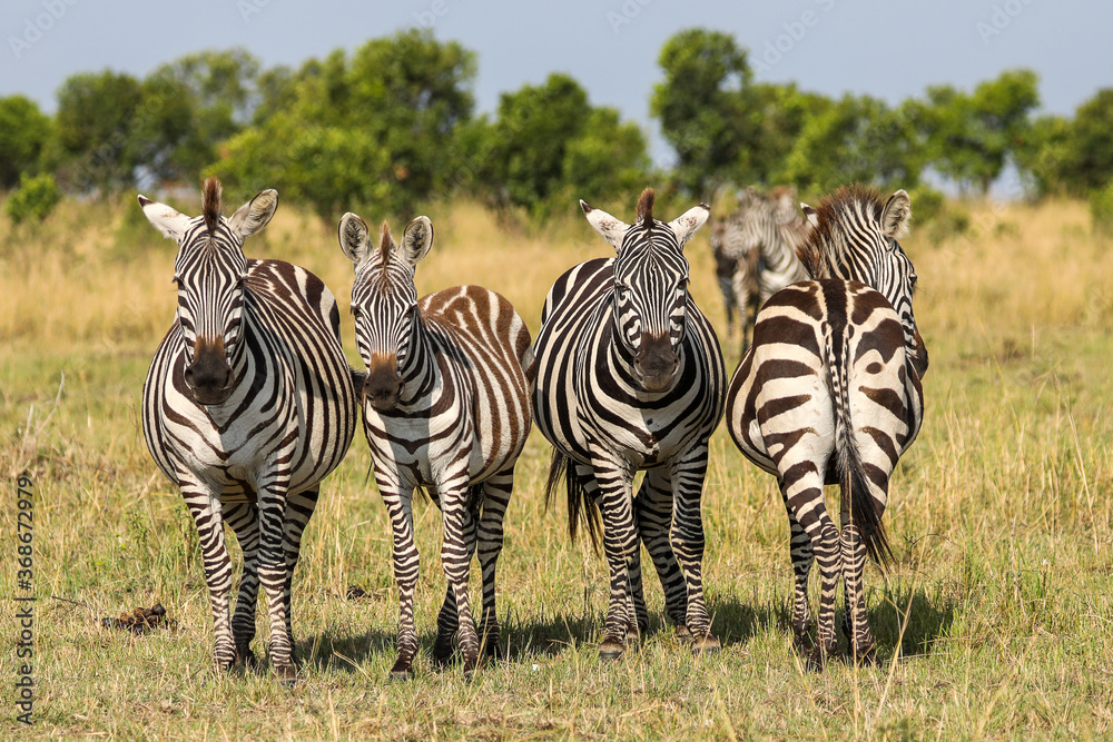 Obraz premium Zebras