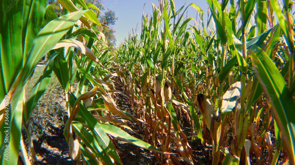 Rows of fresh unpicked corn.