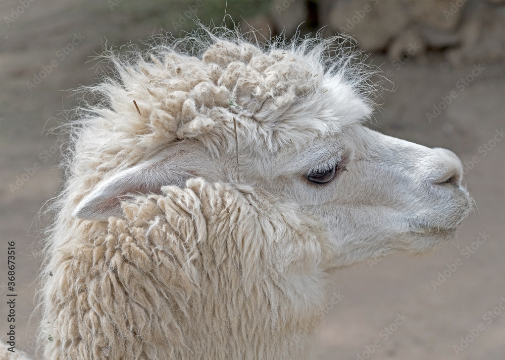 Beautiful lama portrait