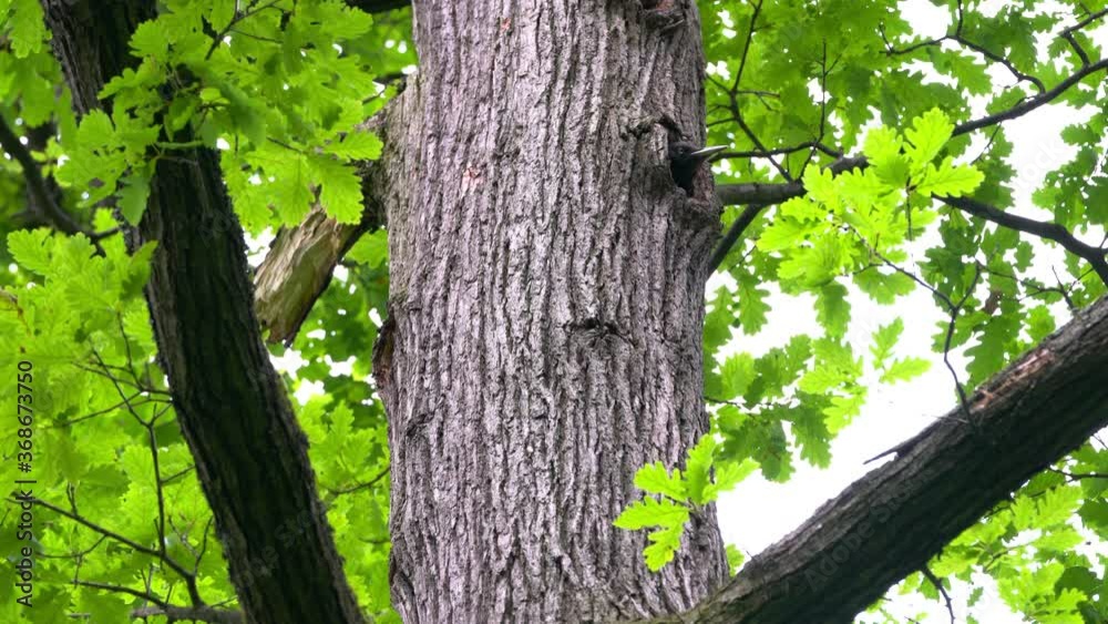 Black Woodpecker peeks out from nest in tree trunk (Dryocopus martius) - (4K) Black Woodpecker peeks out from nest in tree trunk (Dryocopus martius) - (4K)