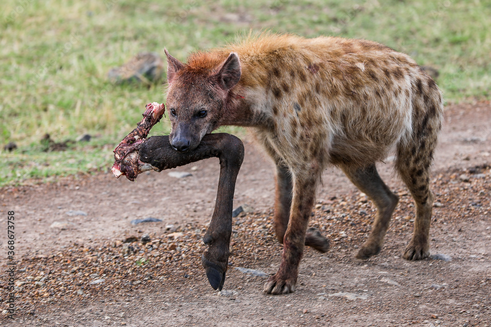 Hyena in Kenya
