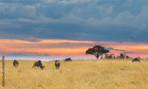 Photography Kenyan sunset